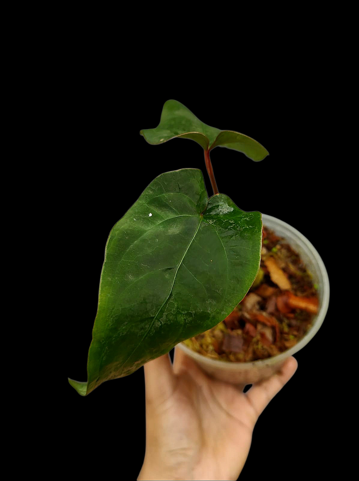 Anthurium sp. 'Huanuco Velvet' with 2 Leaves (EXACT PLANT)