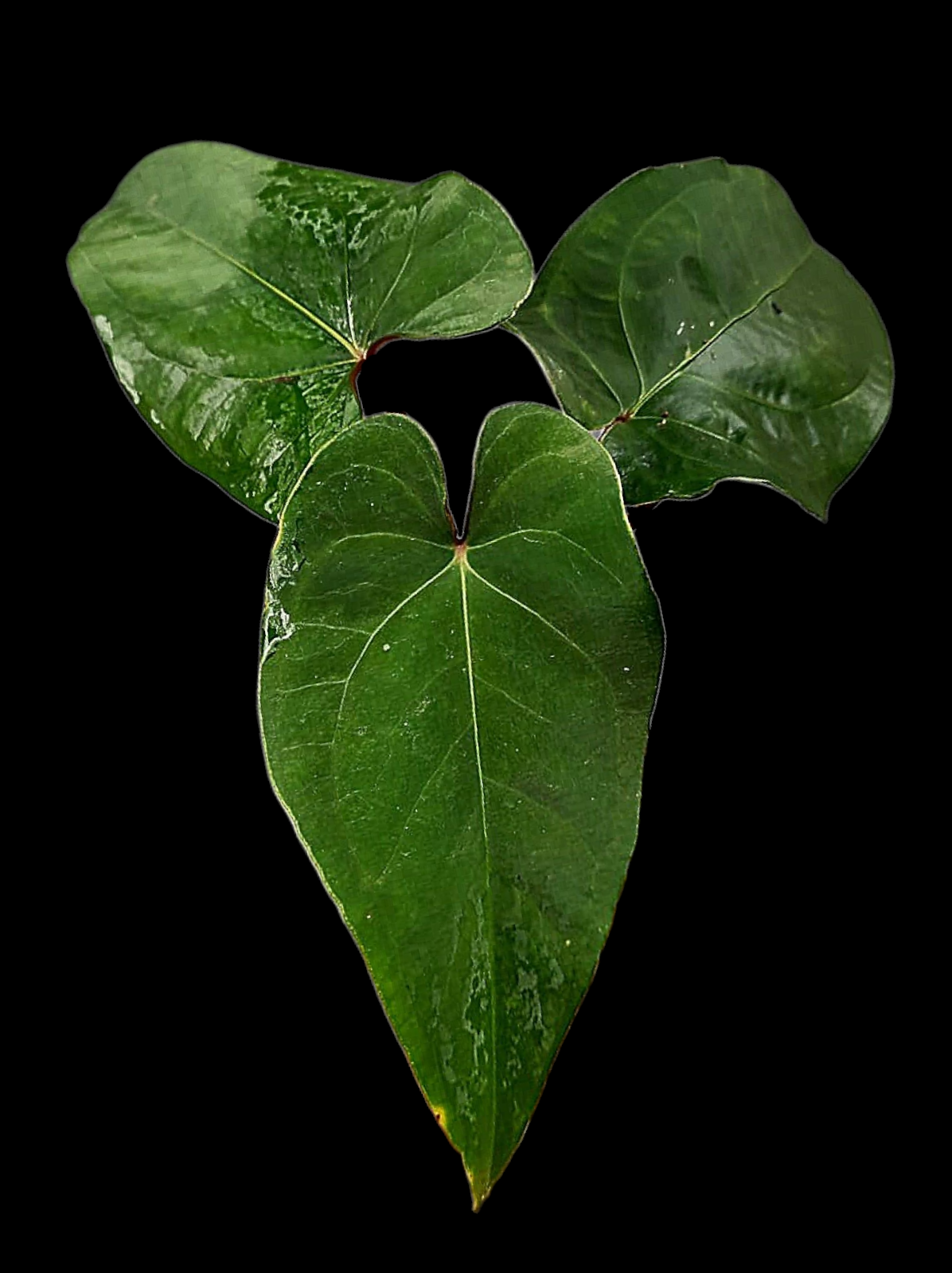 Anthurium sp. 'Huanuco Velvet' with 3 Leaves (EXACT PLANT)