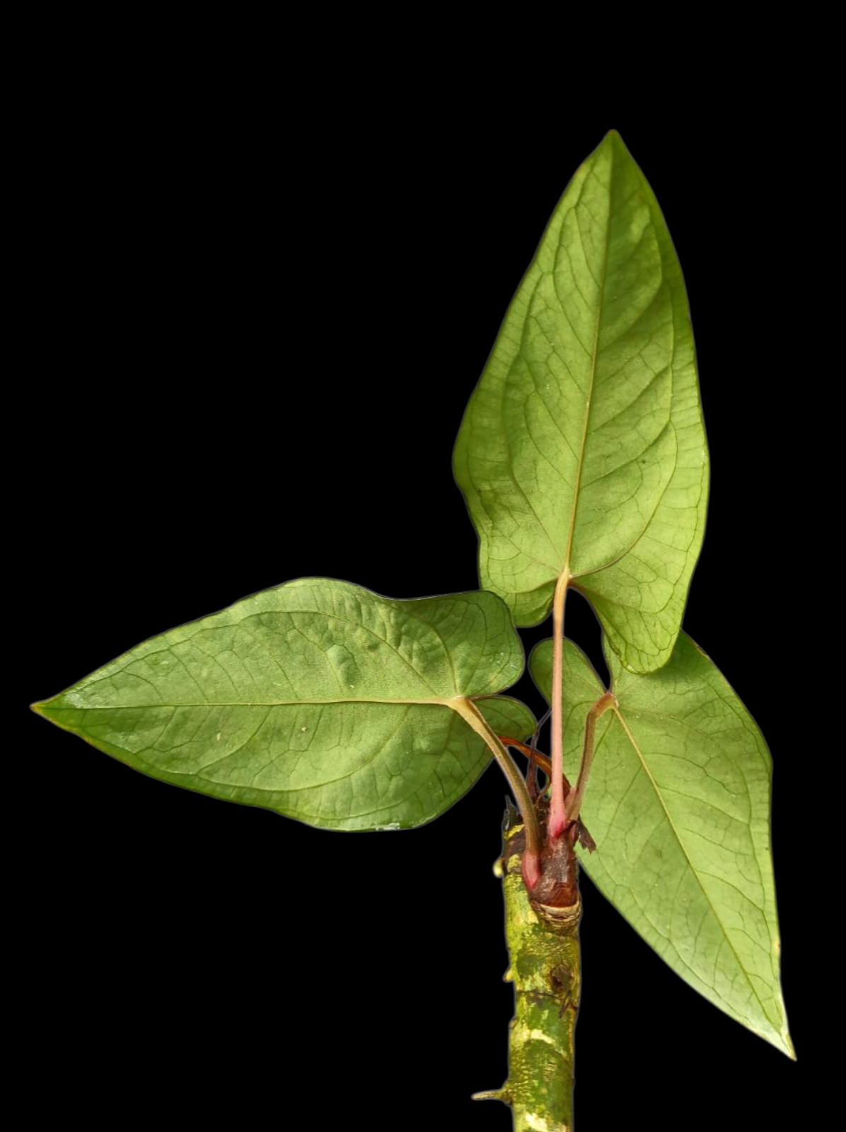 Anthurium sp. 'Huanuco Velvet' with 3 Leaves (EXACT PLANT)