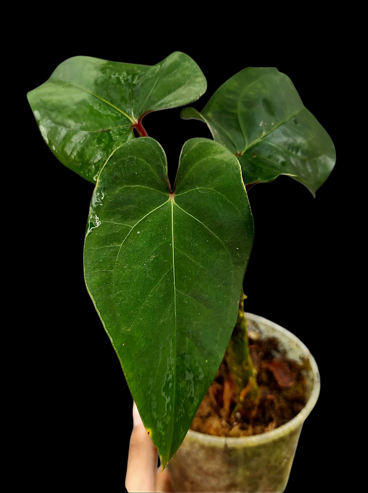 Anthurium sp. 'Huanuco Velvet' with 3 Leaves (EXACT PLANT)