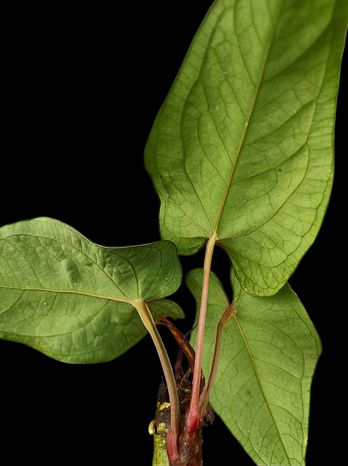Anthurium sp. 'Huanuco Velvet' with 3 Leaves (EXACT PLANT)