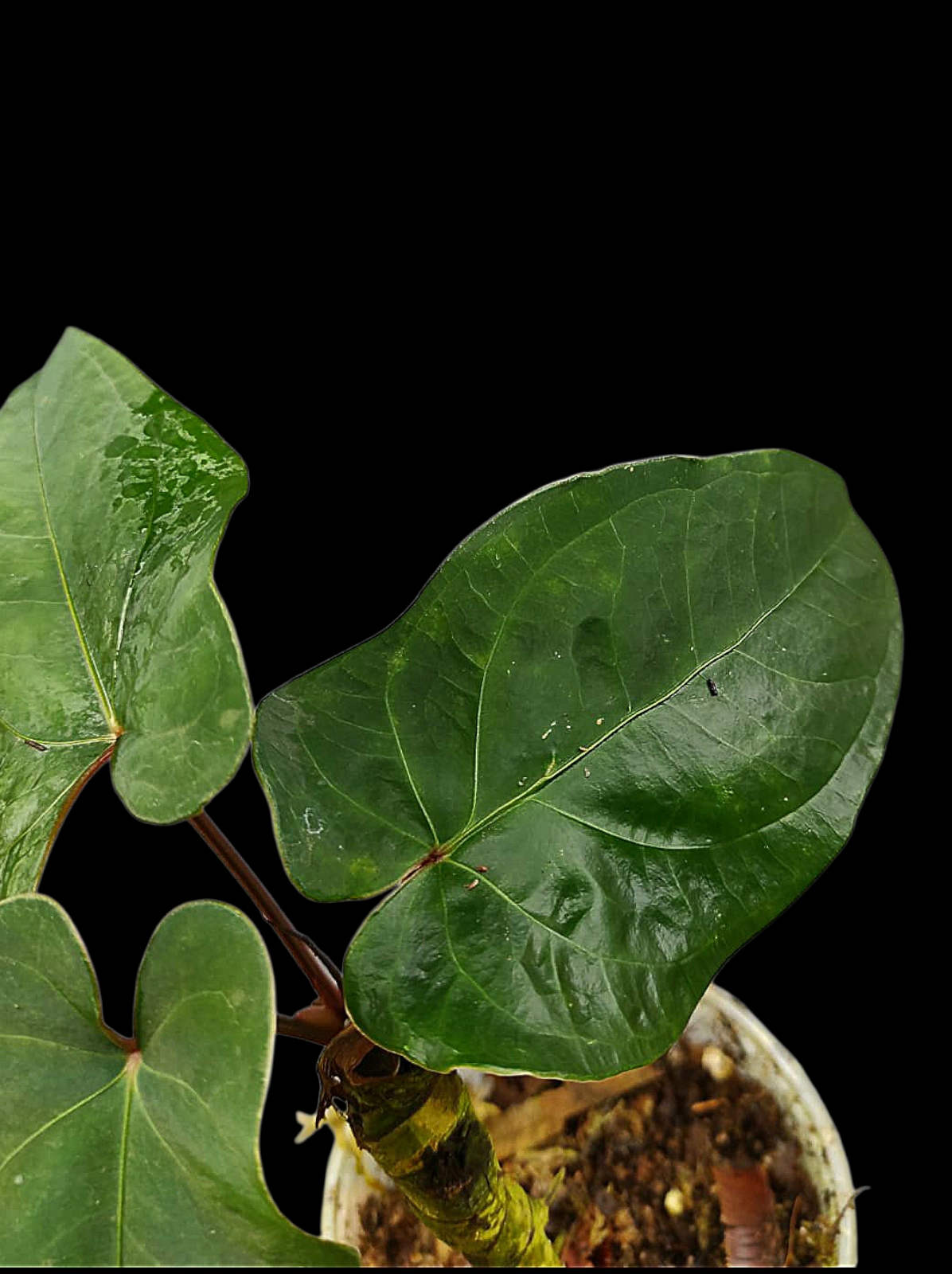 Anthurium sp. 'Huanuco Velvet' with 3 Leaves (EXACT PLANT)