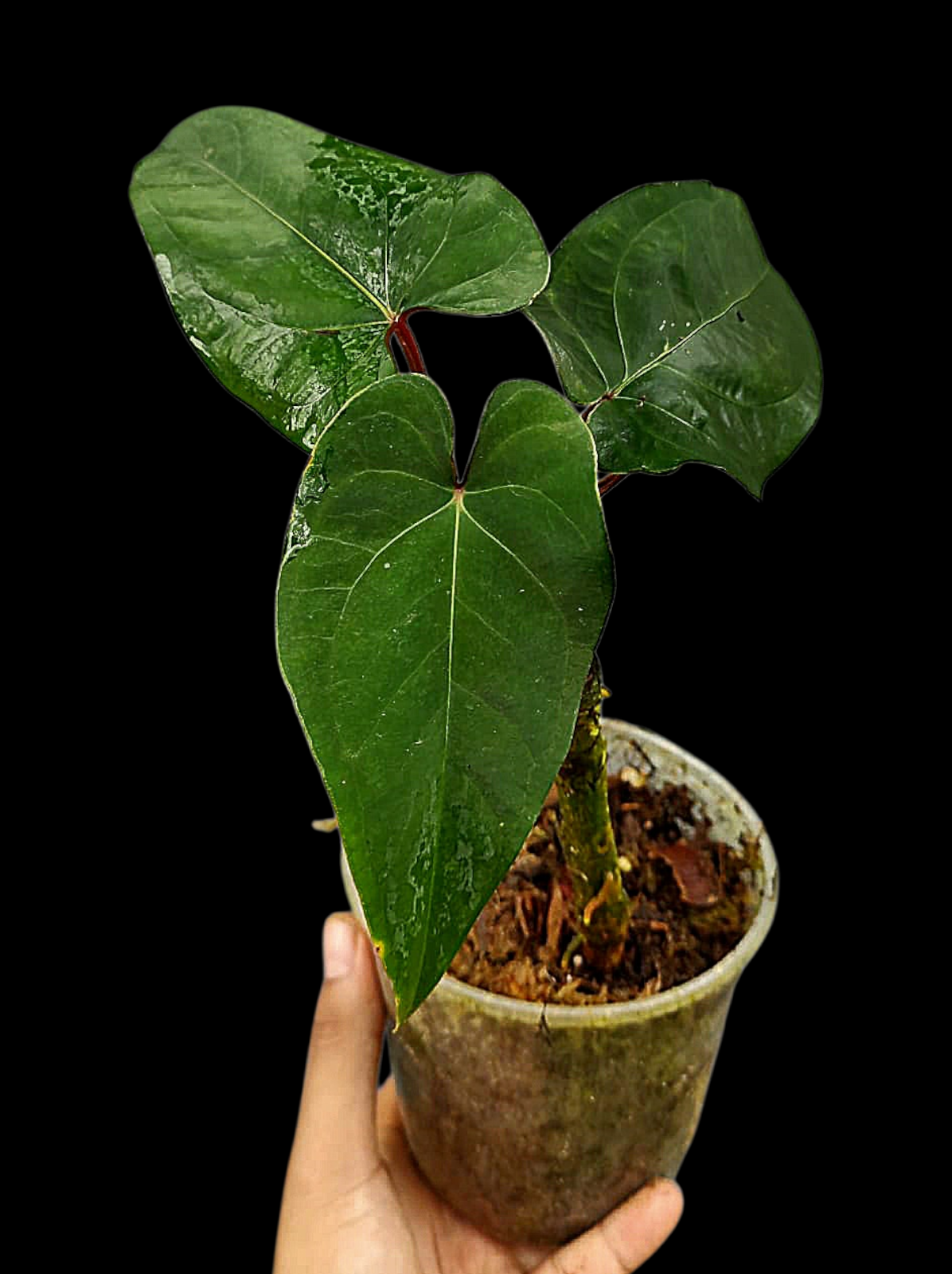 Anthurium sp. 'Huanuco Velvet' with 3 Leaves (EXACT PLANT)