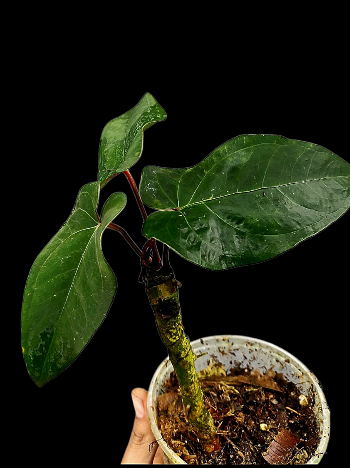 Anthurium sp. 'Huanuco Velvet' with 3 Leaves (EXACT PLANT)