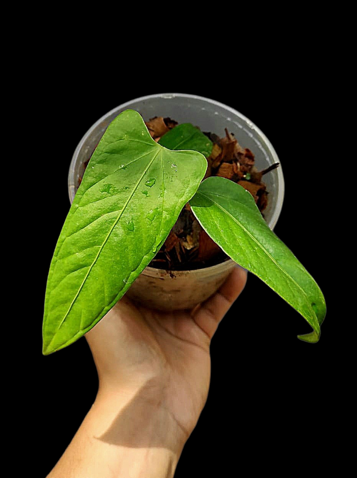 Anthurium sp. 'Cachiyacu Velvet' Wild Ecotype (EXACT PLANT)