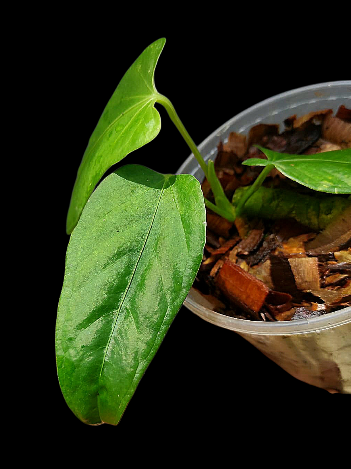 Anthurium sp. 'Cachiyacu Velvet' Wild Ecotype (EXACT PLANT)