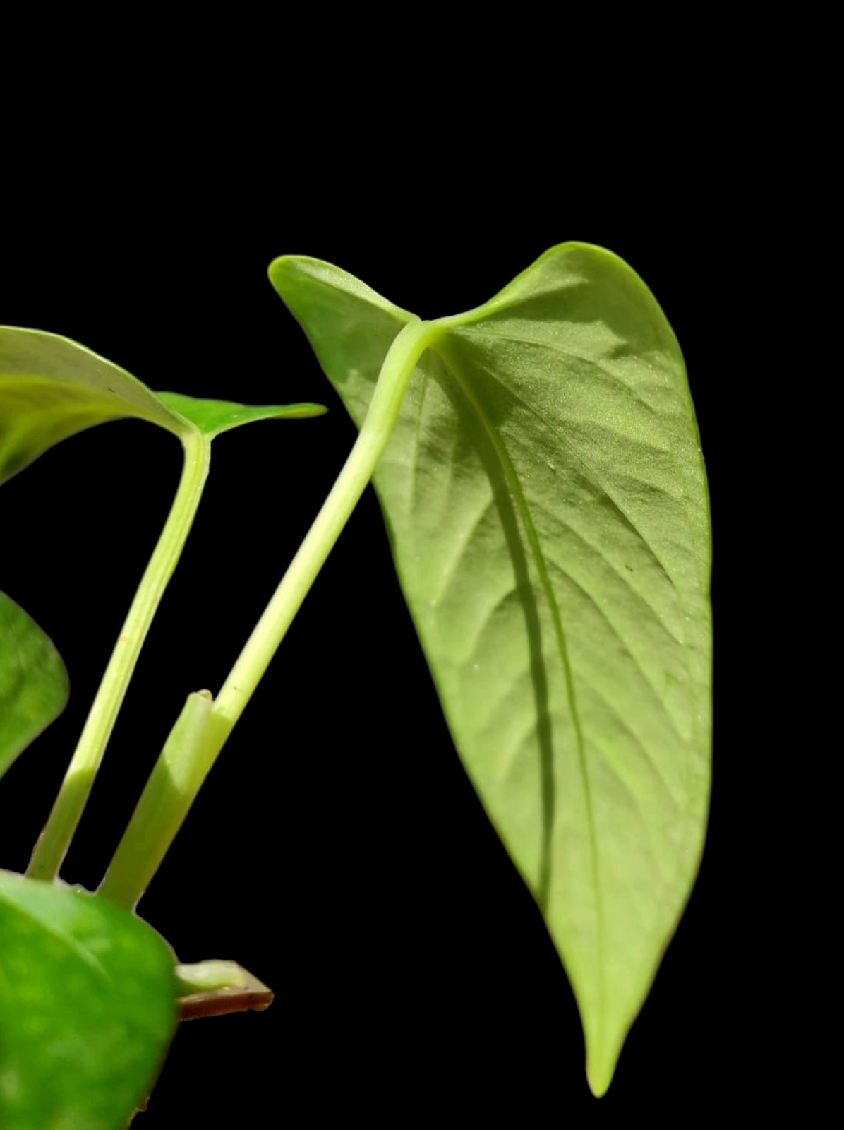 Anthurium sp. 'Cachiyacu Velvet' Wild Ecotype (EXACT PLANT)