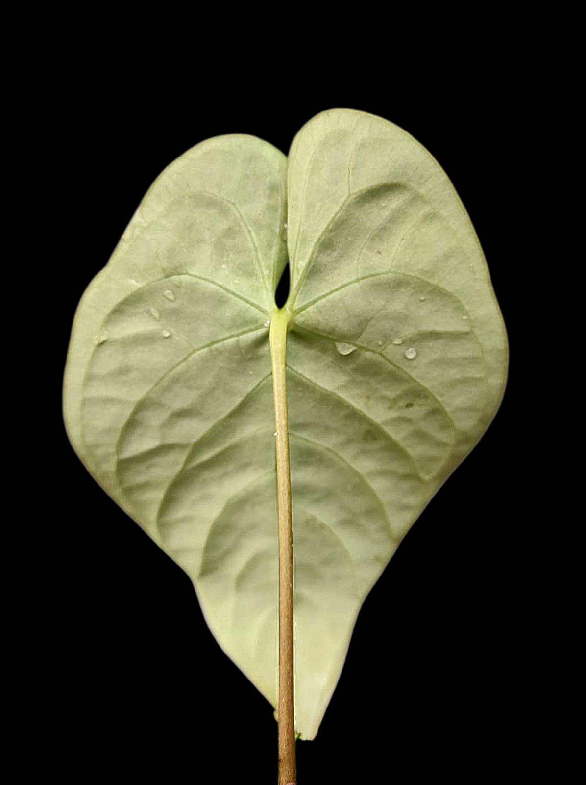 Anthurium sp. 'HuanuQuense Velvet' Wild Ecotype (EXACT PLANT)