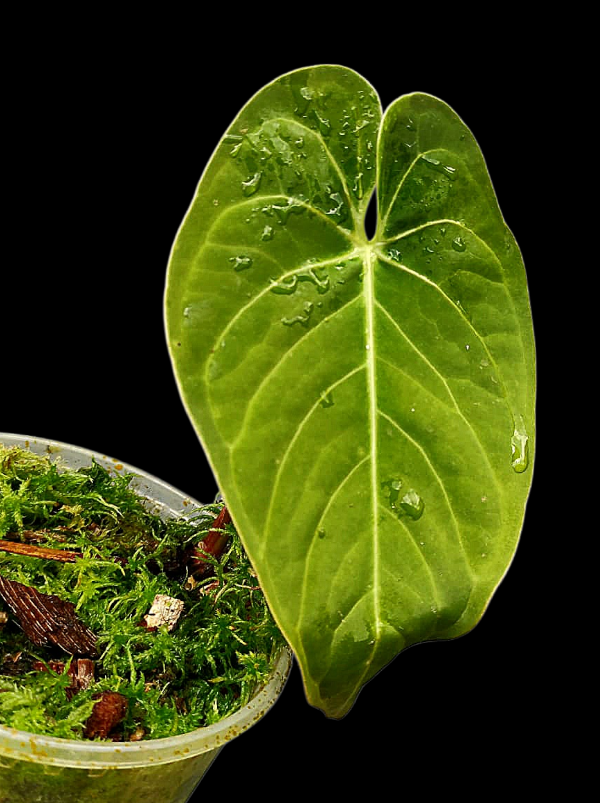 Anthurium sp. 'HuanuQuense Velvet' Wild Ecotype (EXACT PLANT)
