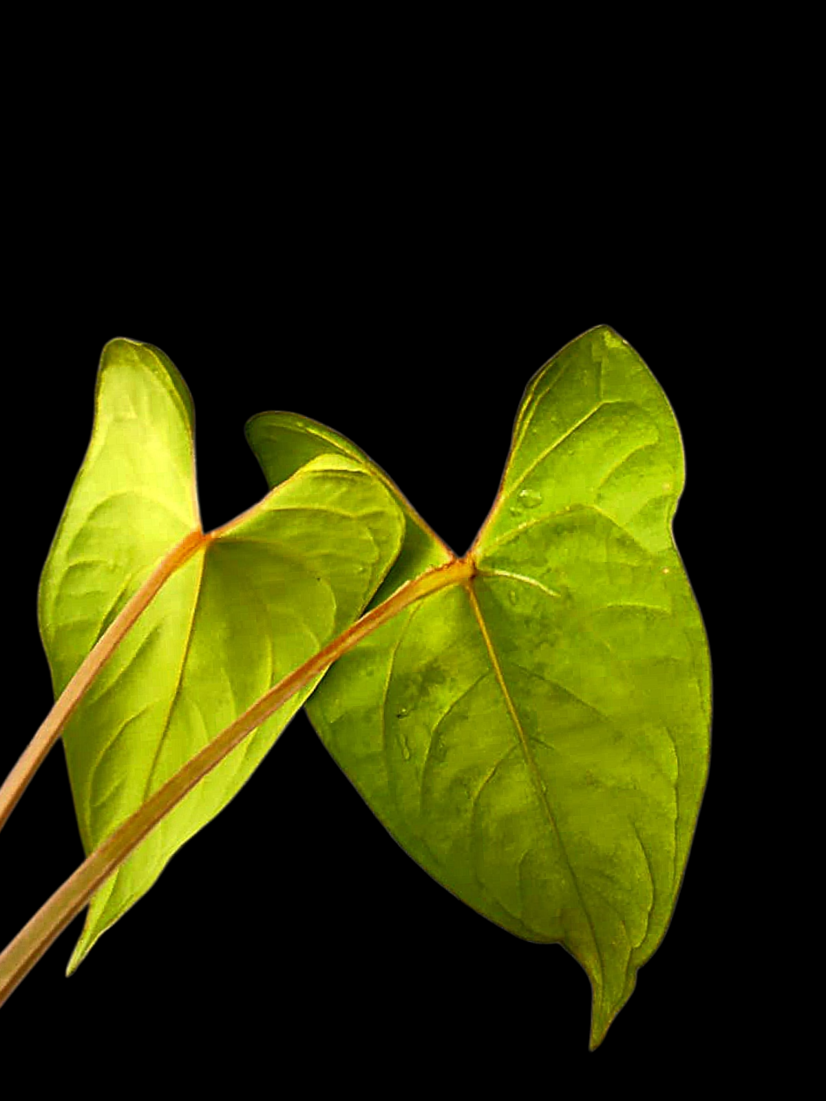 Anthurium sp. 'Huanuco Velvet' Wild Ecotype (EXACT PLANT)