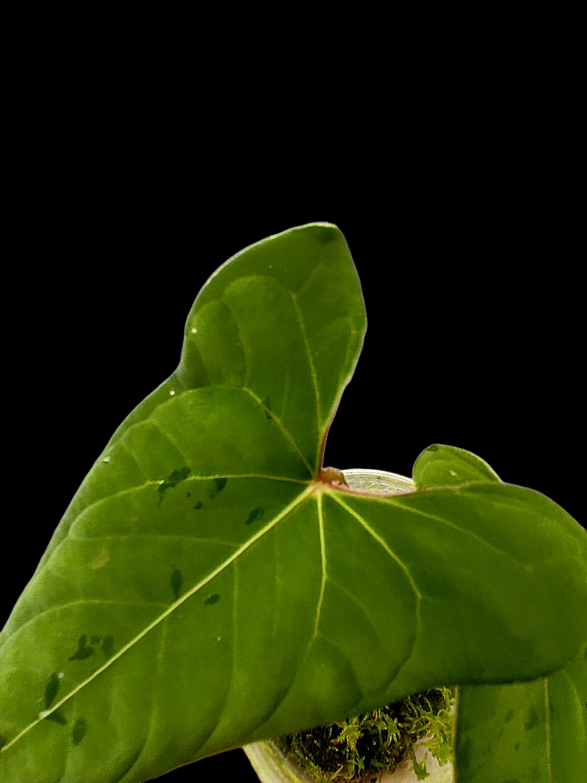 Anthurium sp. 'Huanuco Velvet' Wild Ecotype (EXACT PLANT)
