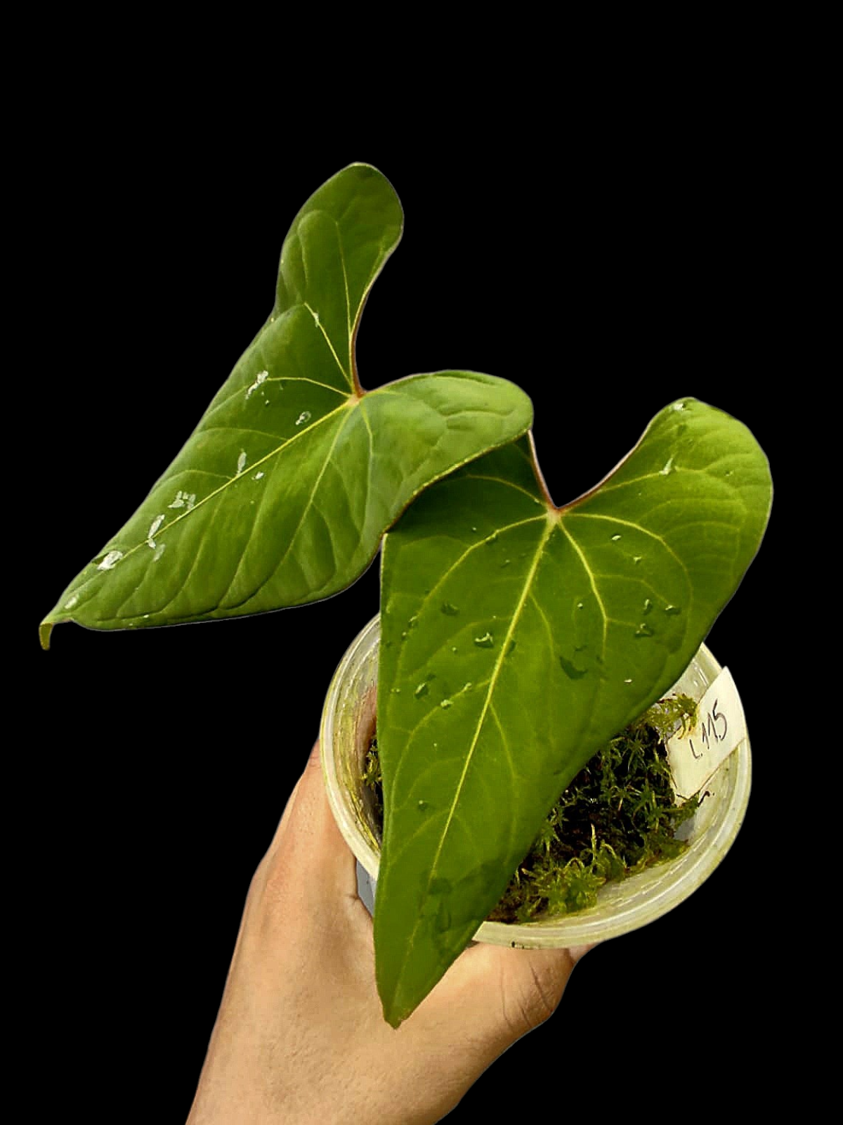 Anthurium sp. 'Huanuco Velvet' Wild Ecotype (EXACT PLANT)