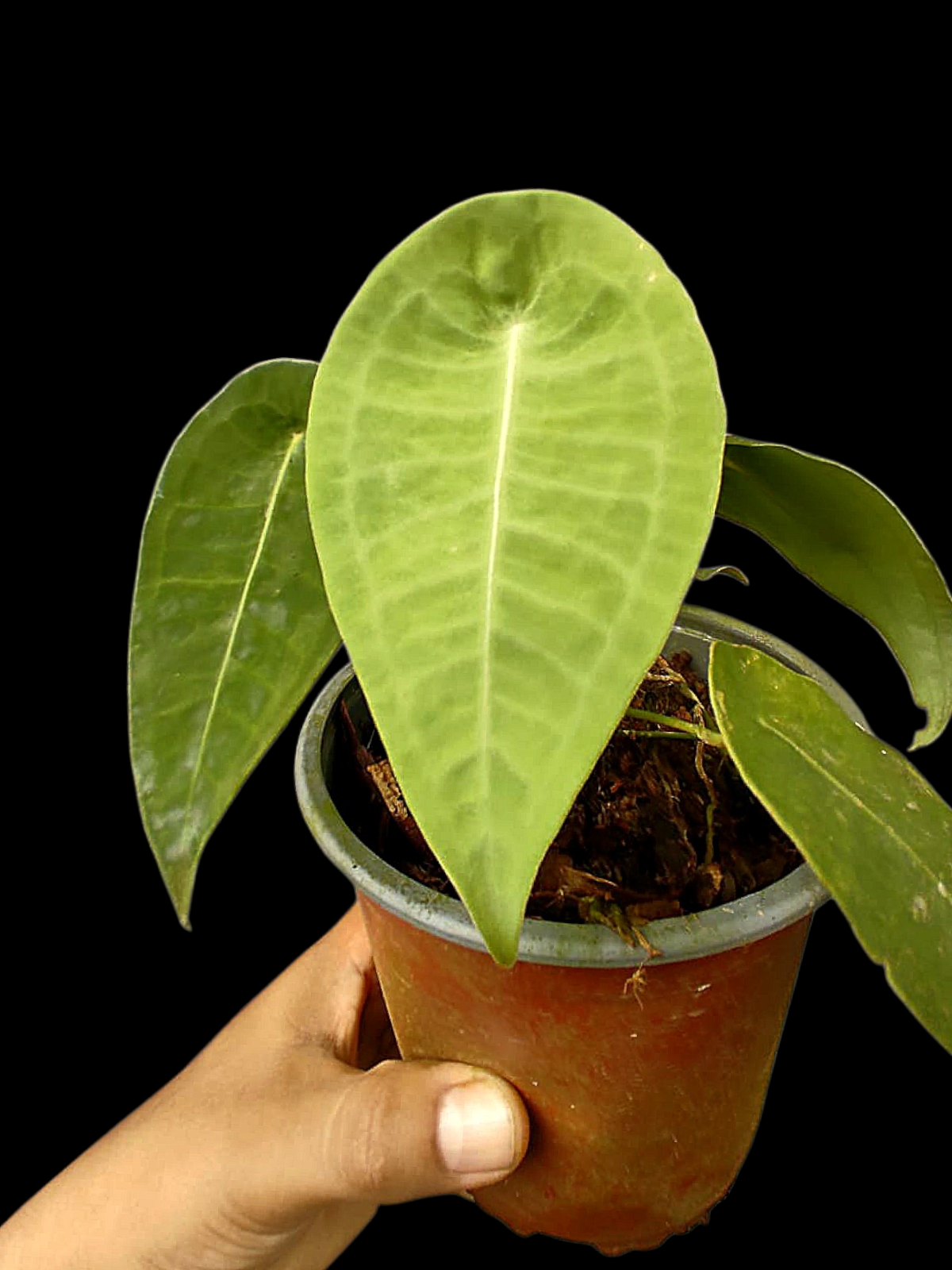 Anthurium sp. 'Peltado Peru' Wild Ecotype (EXACT PLANT)