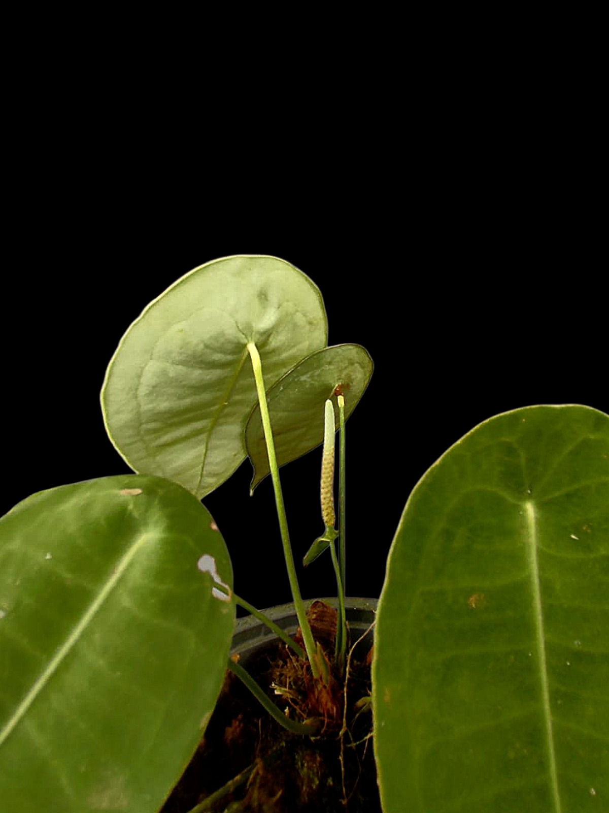 Anthurium sp. 'Peltado Peru' Wild Ecotype (EXACT PLANT)