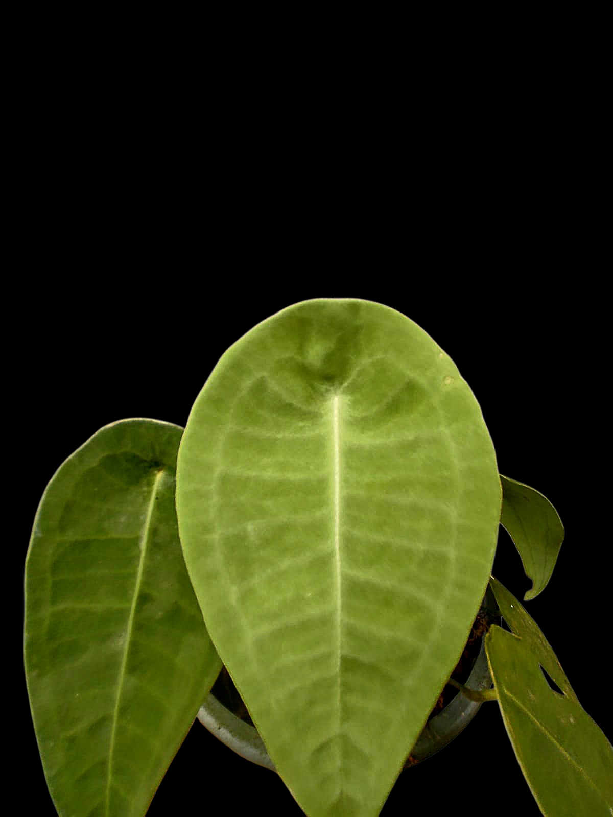 Anthurium sp. 'Peltado Peru' Wild Ecotype (EXACT PLANT)