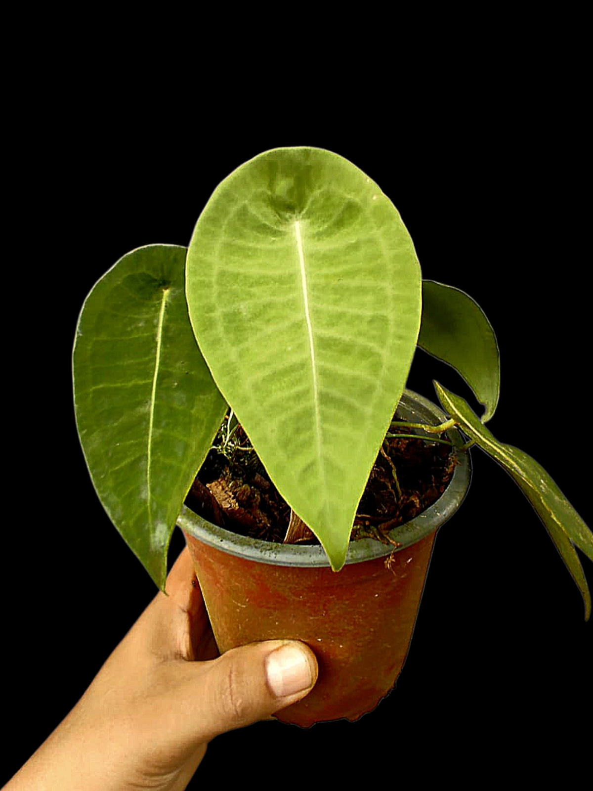 Anthurium sp. 'Peltado Peru' Wild Ecotype (EXACT PLANT)