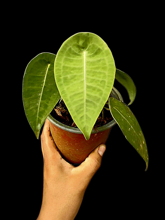 Anthurium sp. 'Peltado Peru' Wild Ecotype (EXACT PLANT)