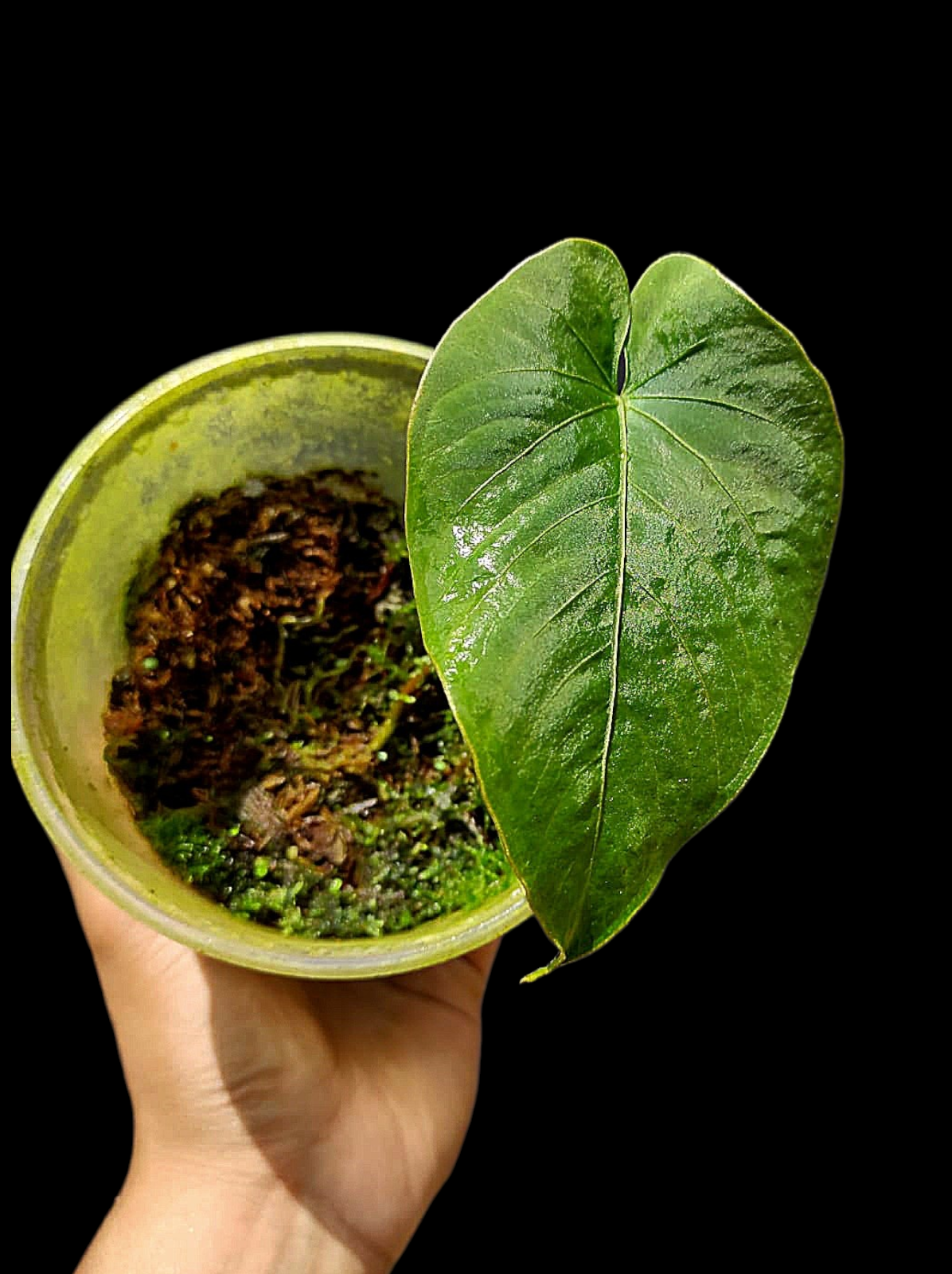 Anthurium Kunayalense Wild Ecotype (EXACT PLANT)