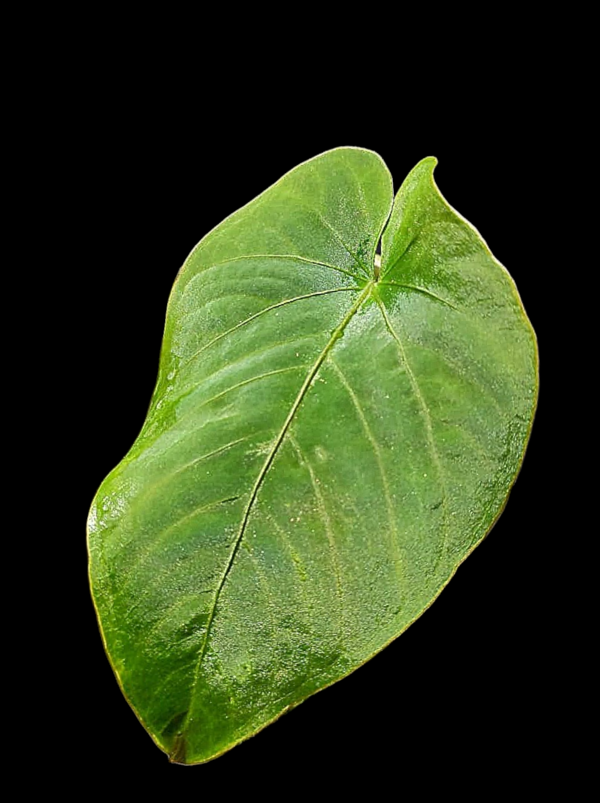 Anthurium Kunayalense Wild Ecotype (EXACT PLANT)