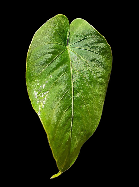 Anthurium Kunayalense Wild Ecotype (EXACT PLANT)