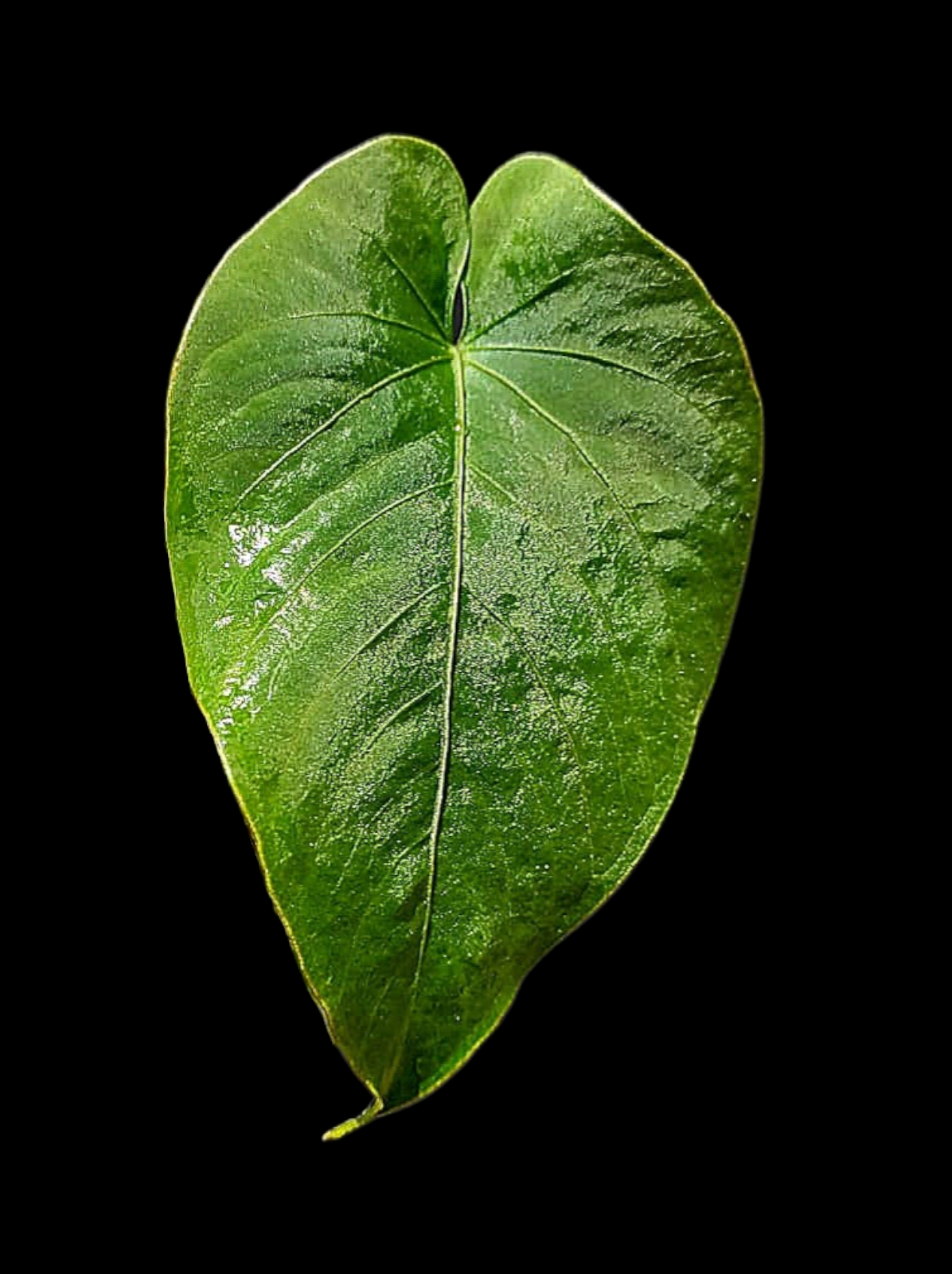 Anthurium Kunayalense Wild Ecotype (EXACT PLANT)