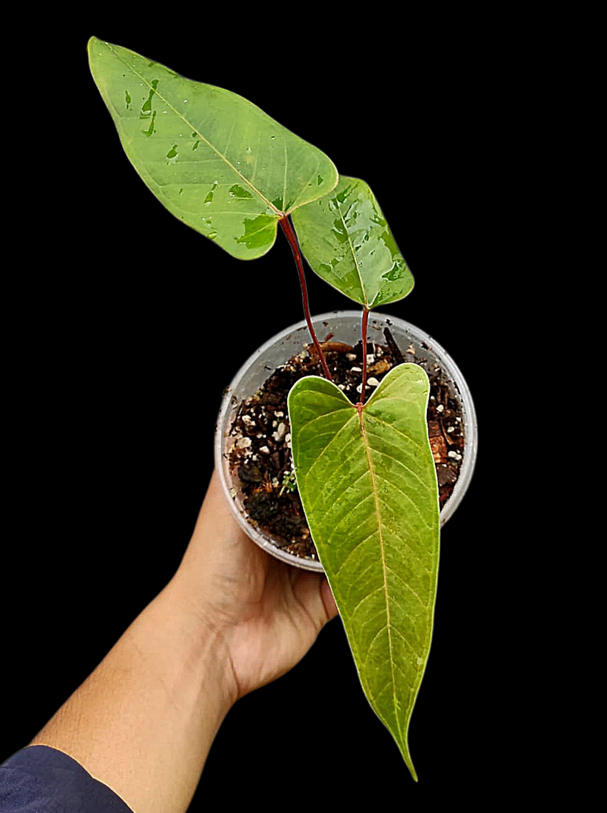 Anthurium Flavolineatum 'Red' Peru Phenotype (EXACT PLANT)
