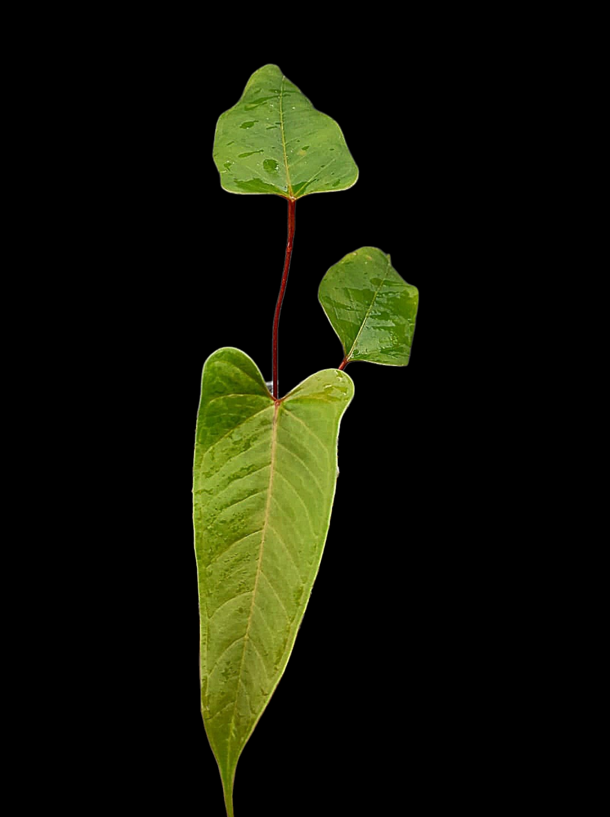 Anthurium Flavolineatum 'Red' Peru Phenotype (EXACT PLANT)
