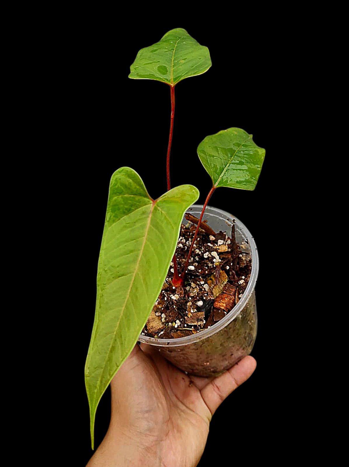 Anthurium Flavolineatum 'Red' Peru Phenotype (EXACT PLANT)