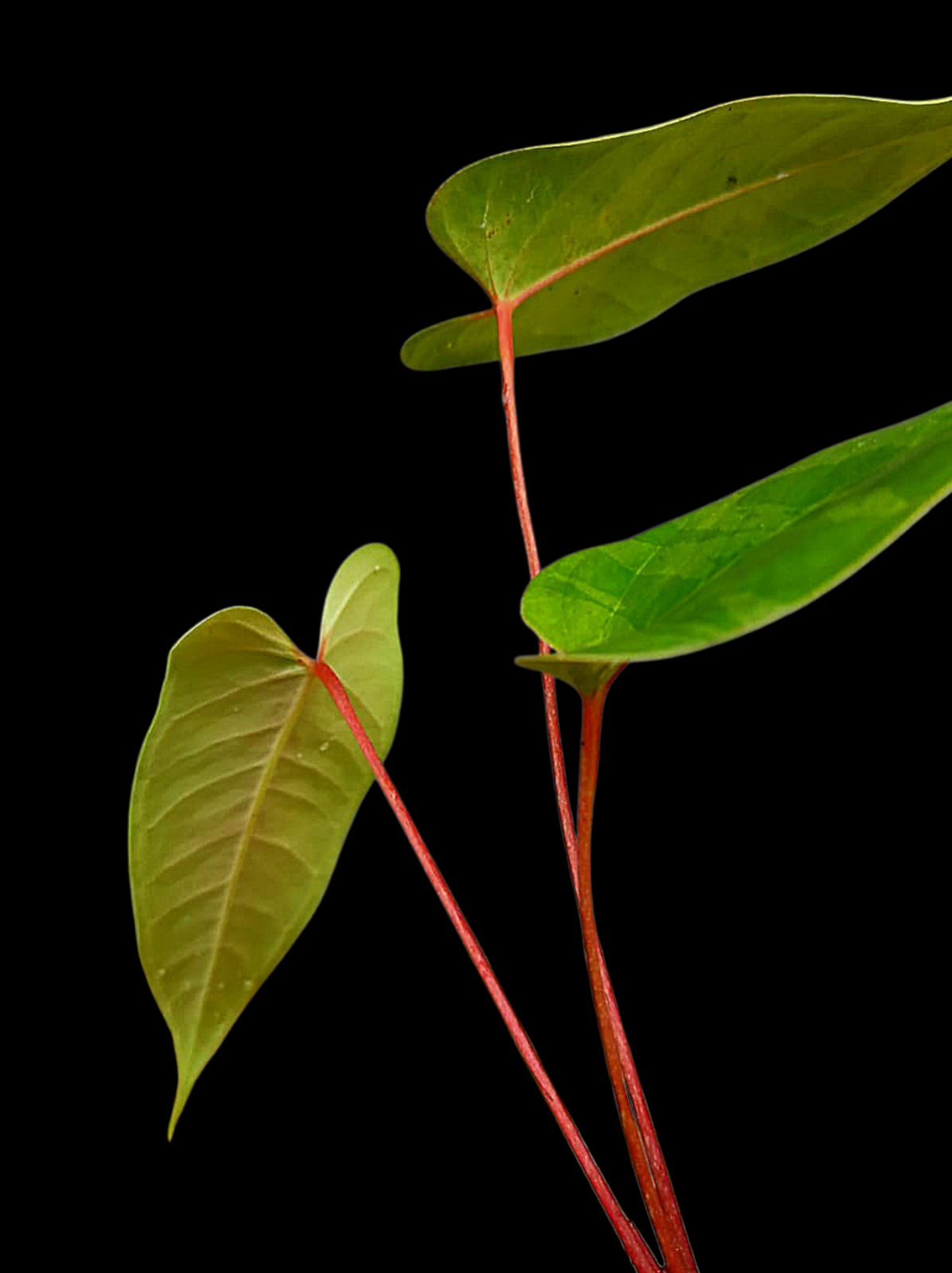 Anthurium Flavolineatum 'Red' Peru Phenotype (EXACT PLANT)
