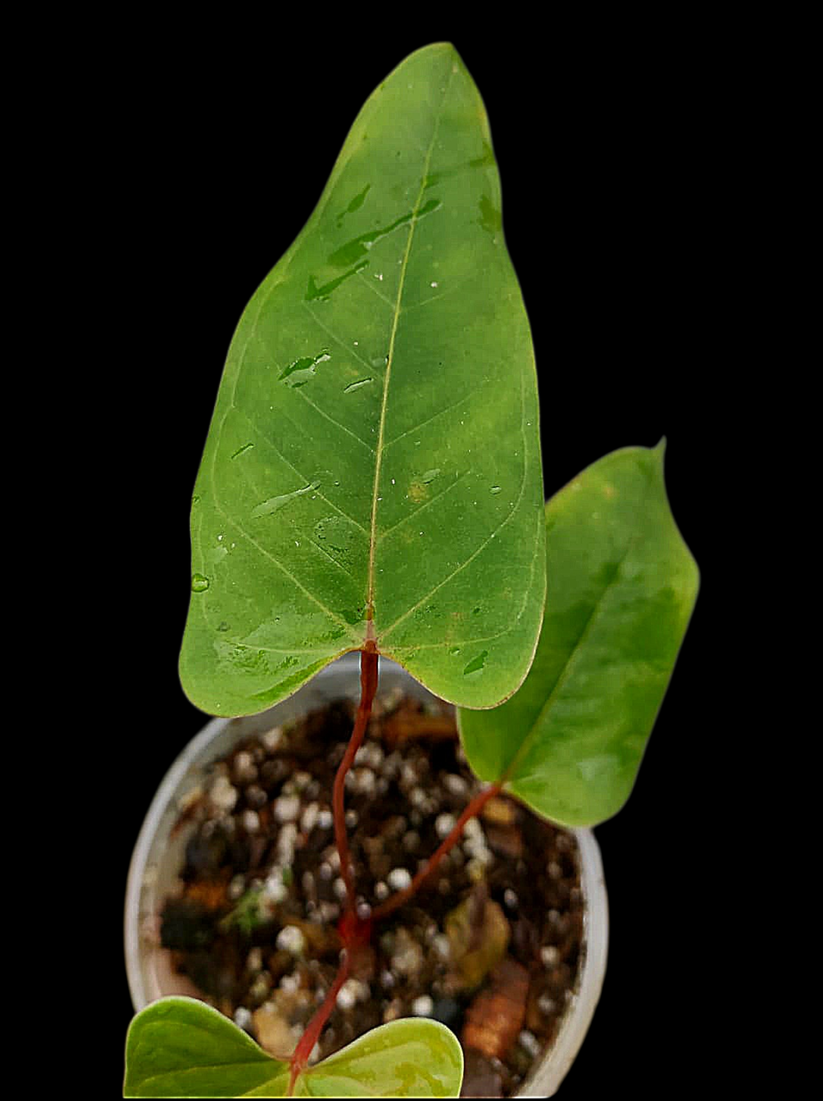 Anthurium Flavolineatum 'Red' Peru Phenotype (EXACT PLANT)