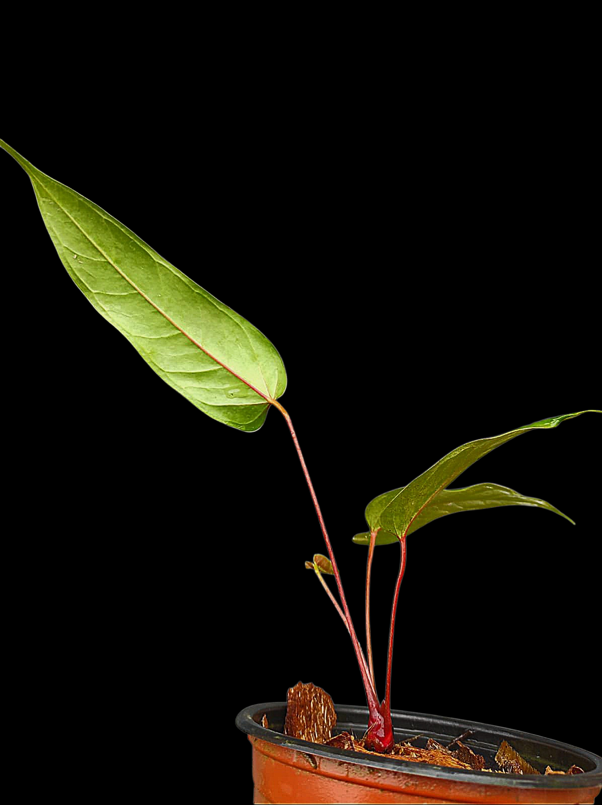 Anthurium Flavolineatum 'Red' Peru Phenotype (EXACT PLANT)