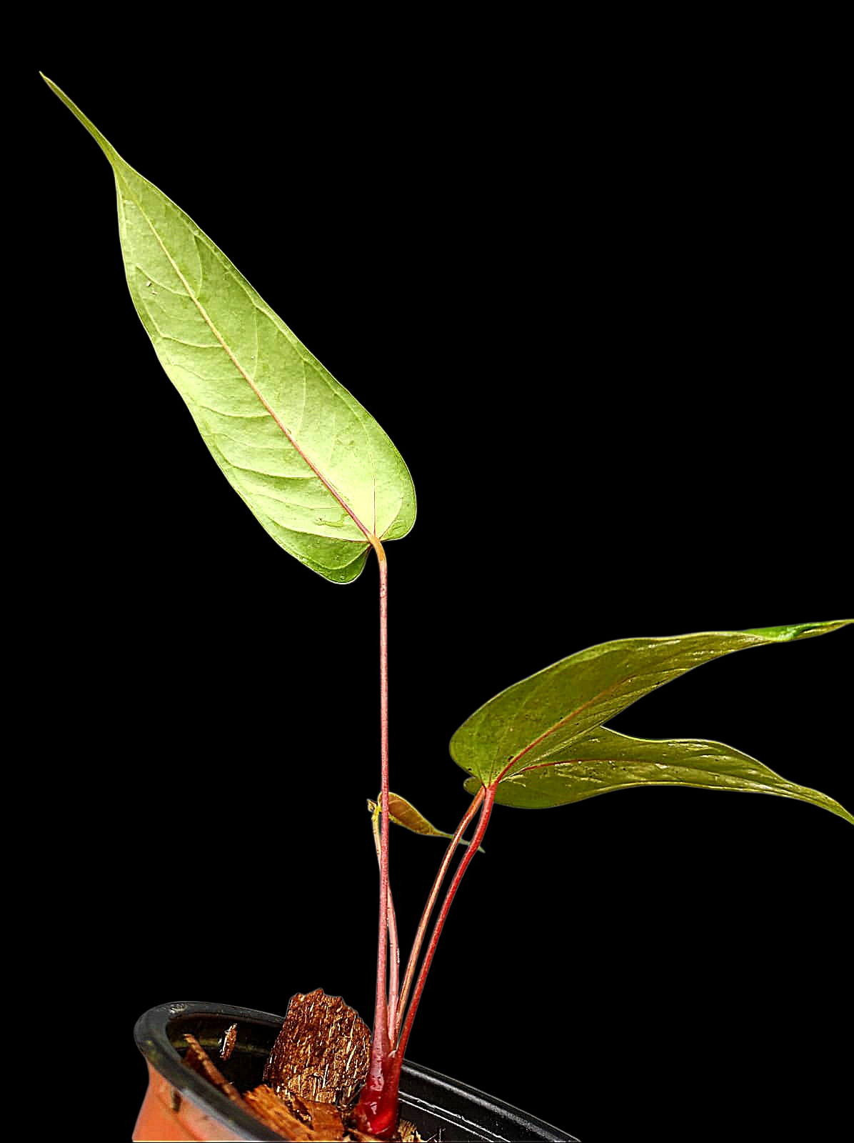 Anthurium Flavolineatum 'Red' Peru Phenotype (EXACT PLANT)
