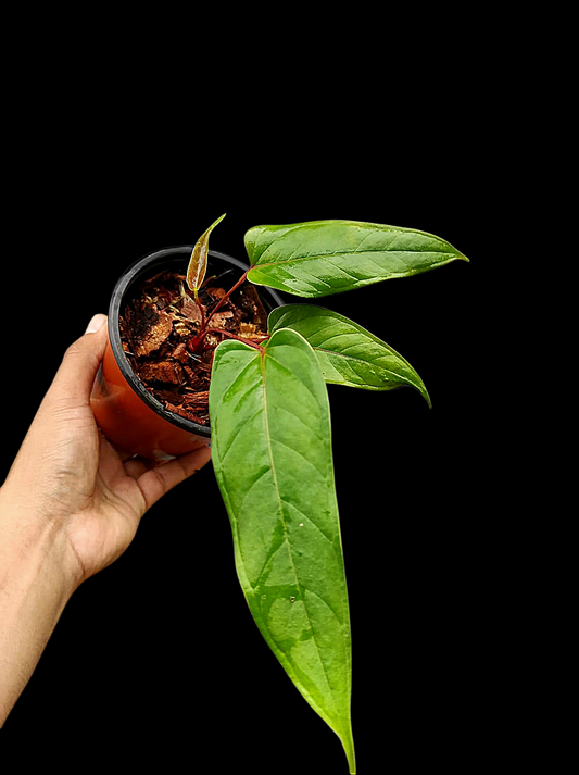 Anthurium Flavolineatum 'Red' Peru Phenotype (EXACT PLANT)