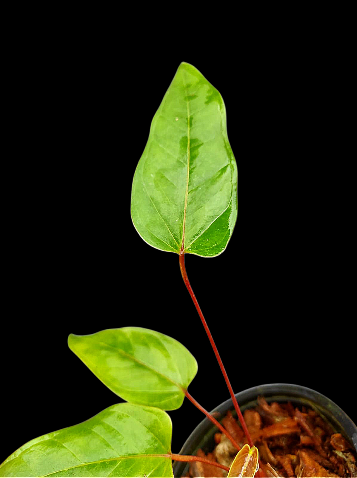 Anthurium Flavolineatum 'Red' Peru Phenotype (EXACT PLANT)