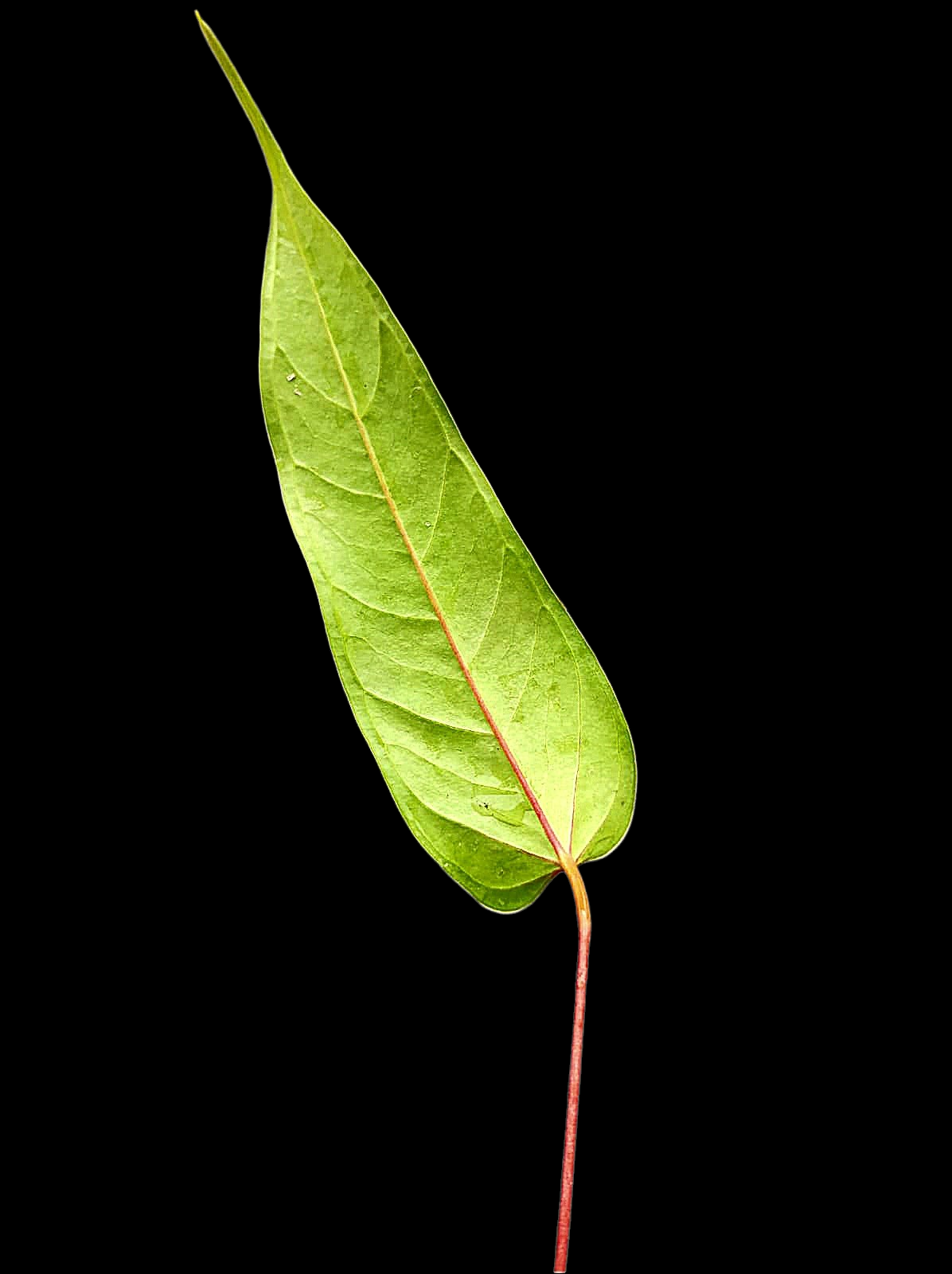 Anthurium Flavolineatum 'Red' Peru Phenotype (EXACT PLANT)