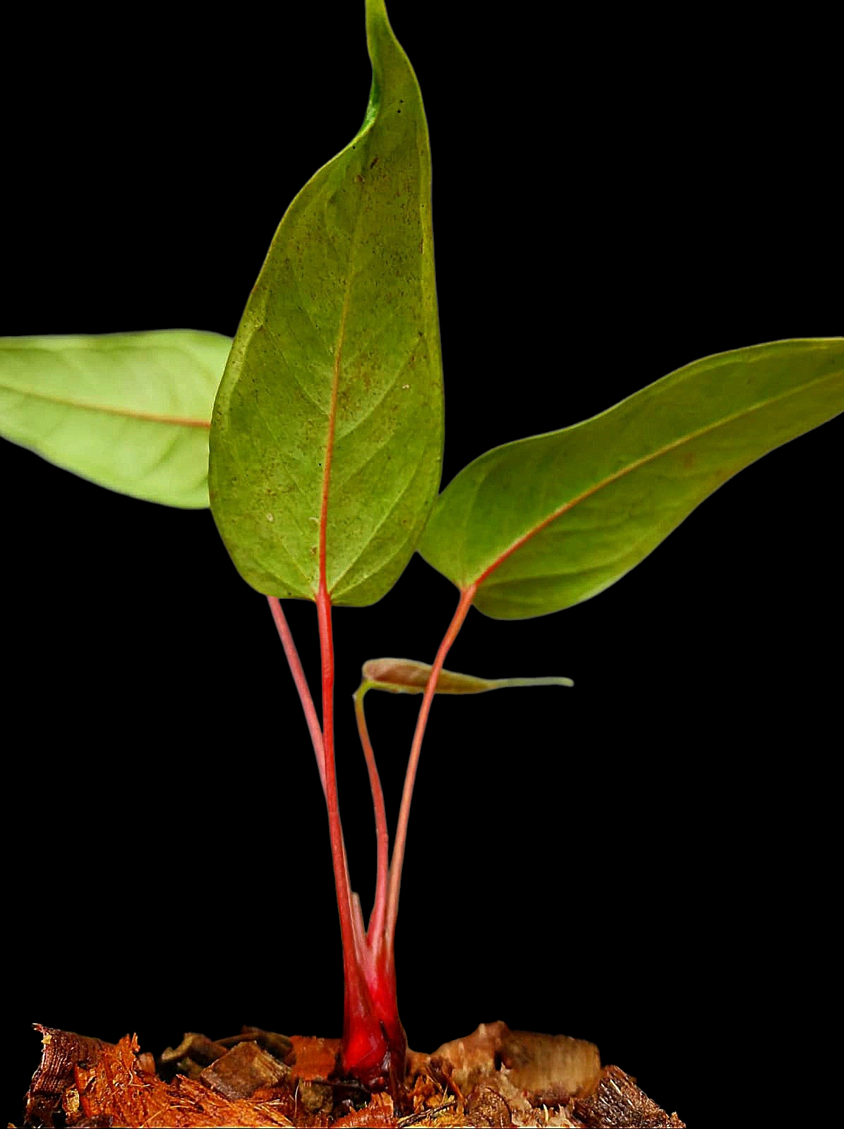 Anthurium Flavolineatum 'Red' Peru Phenotype (EXACT PLANT)