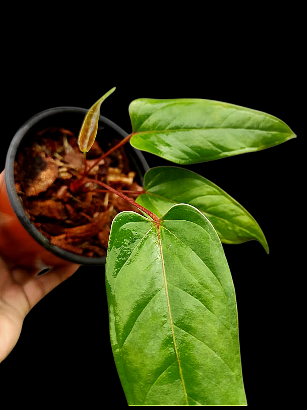 Anthurium Flavolineatum 'Red' Peru Phenotype (EXACT PLANT)