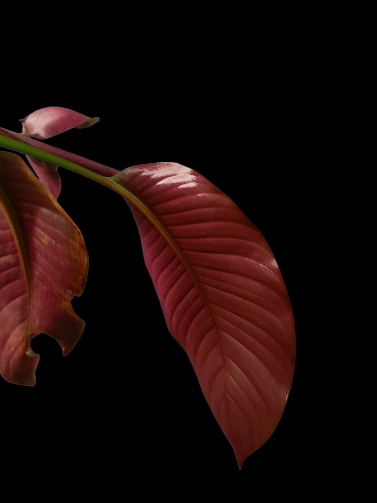 Heliconia Gloriosa 'Satin Glory' (EXACT PLANT)