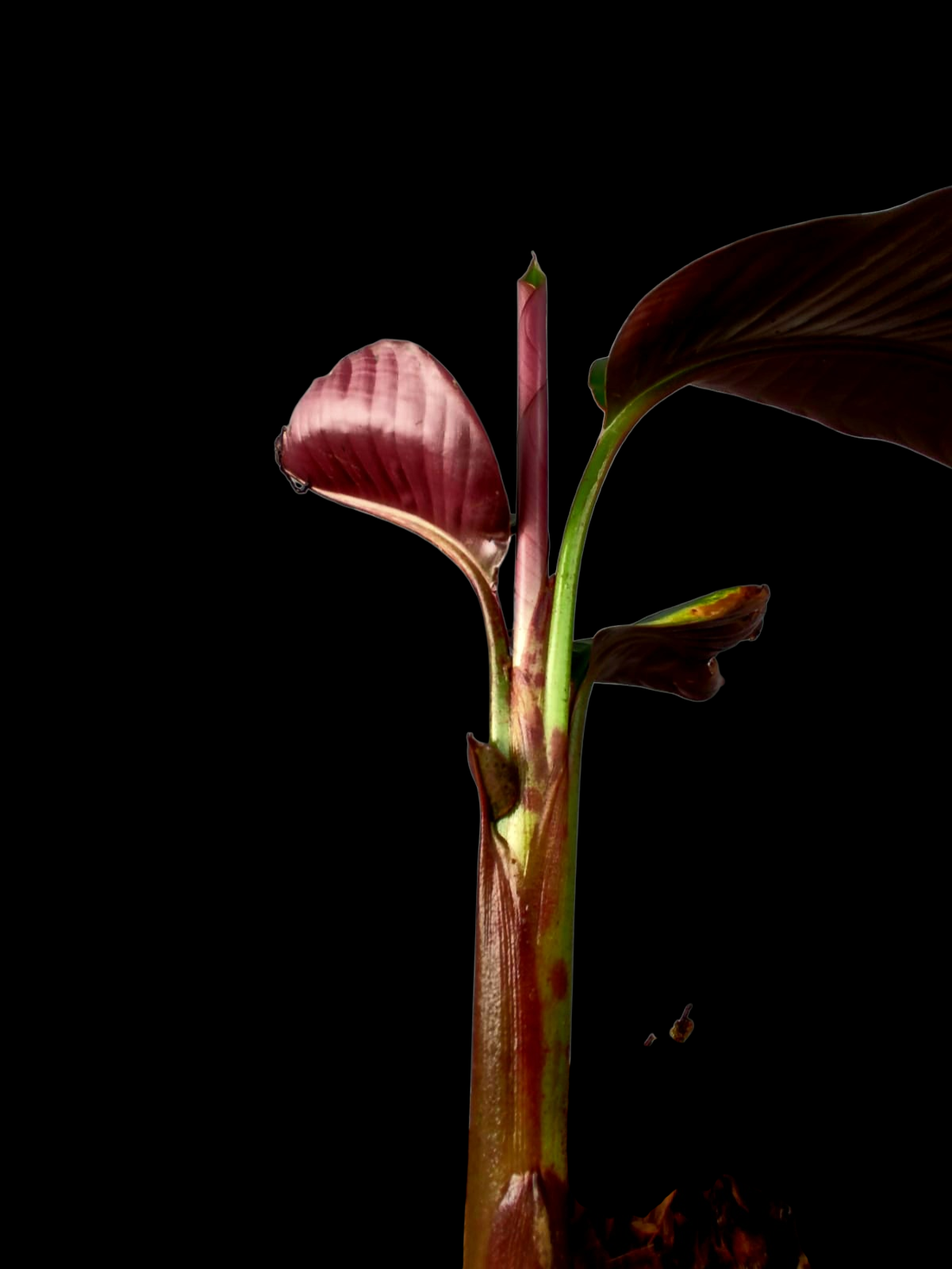 Heliconia Gloriosa 'Satin Glory' (EXACT PLANT)