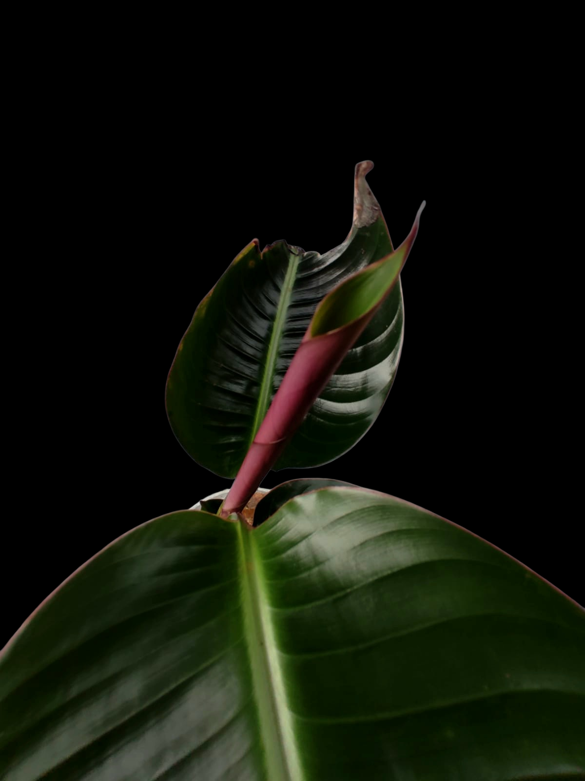 Heliconia Gloriosa 'Satin Glory' (EXACT PLANT)
