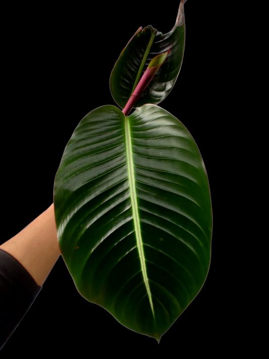 Heliconia Gloriosa 'Satin Glory' (EXACT PLANT)