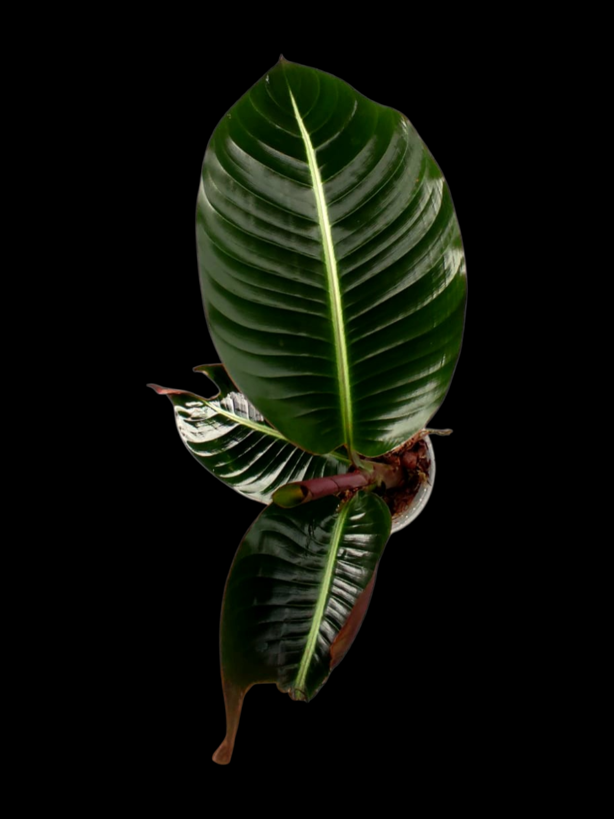 Heliconia Gloriosa 'Satin Glory' (EXACT PLANT)