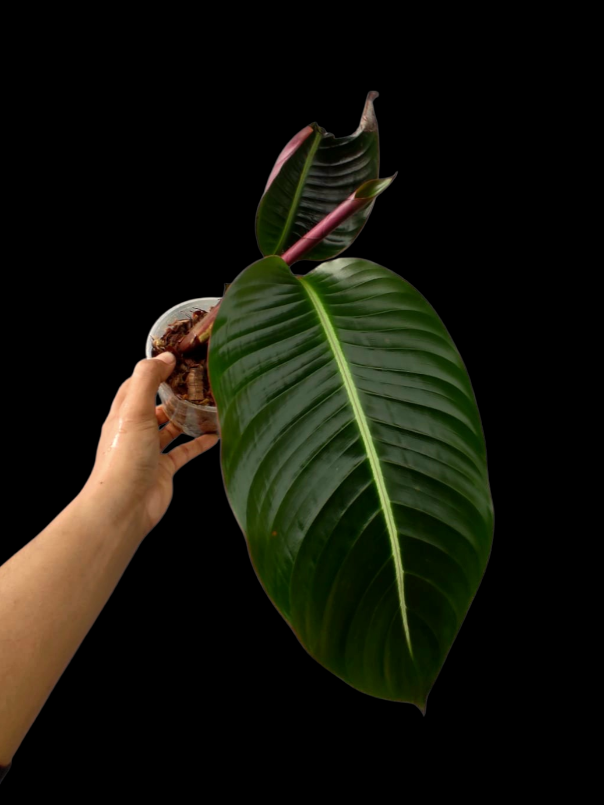 Heliconia Gloriosa 'Satin Glory' (EXACT PLANT)