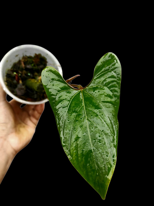 Anthurium sp. 'Huanuco Velvet' Small Size (EXACT PLANT)