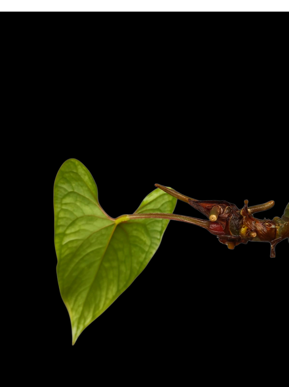Anthurium sp. 'Huanuco Velvet' Small Size (EXACT PLANT)
