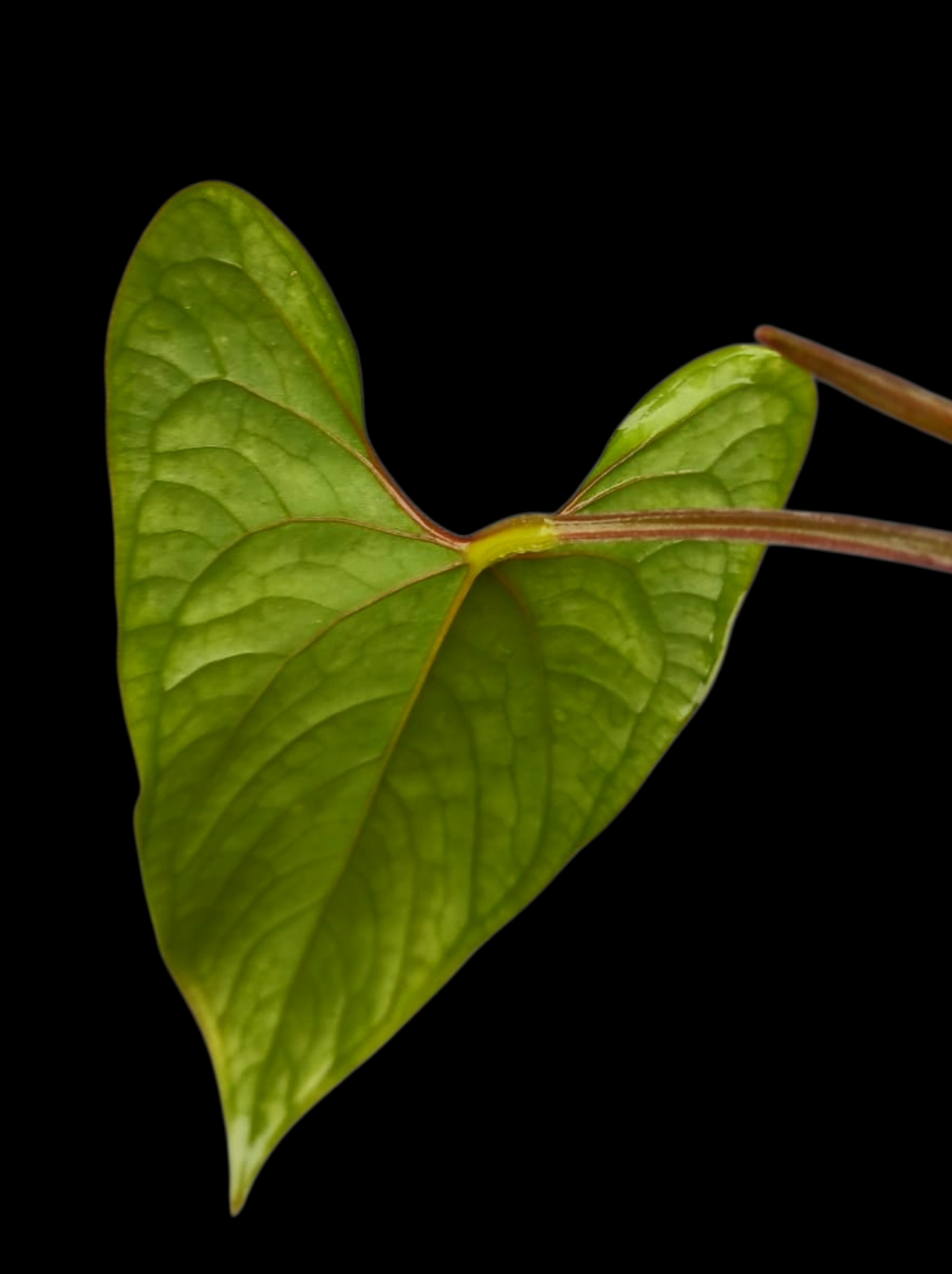 Anthurium sp. 'Huanuco Velvet' Small Size (EXACT PLANT)