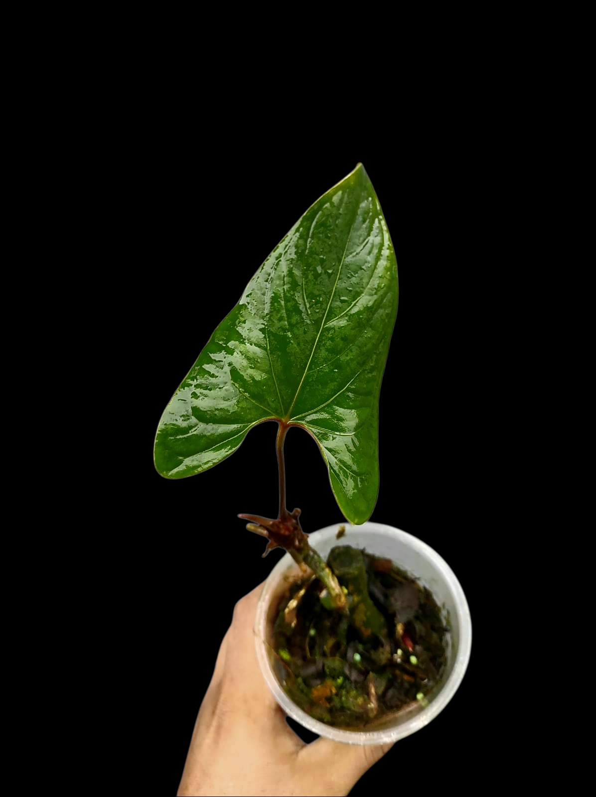 Anthurium sp. 'Huanuco Velvet' Small Size (EXACT PLANT)