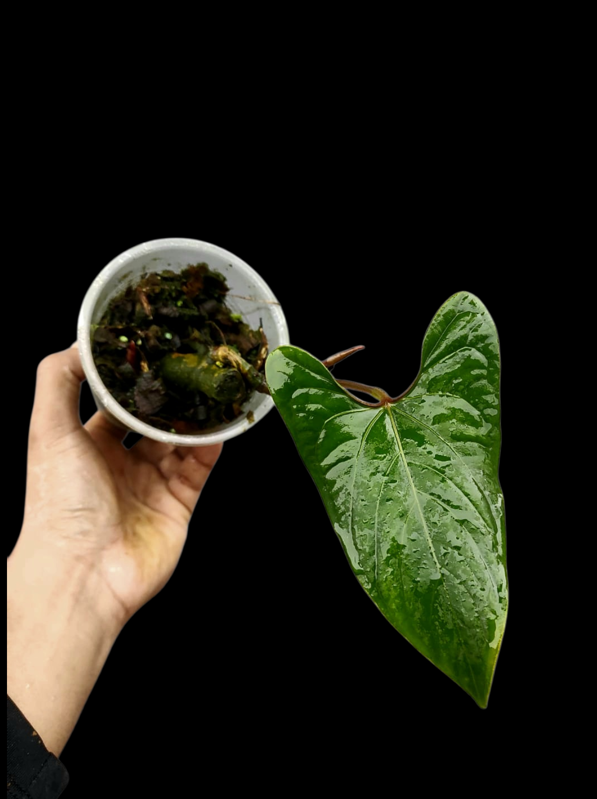 Anthurium sp. 'Huanuco Velvet' Small Size (EXACT PLANT)