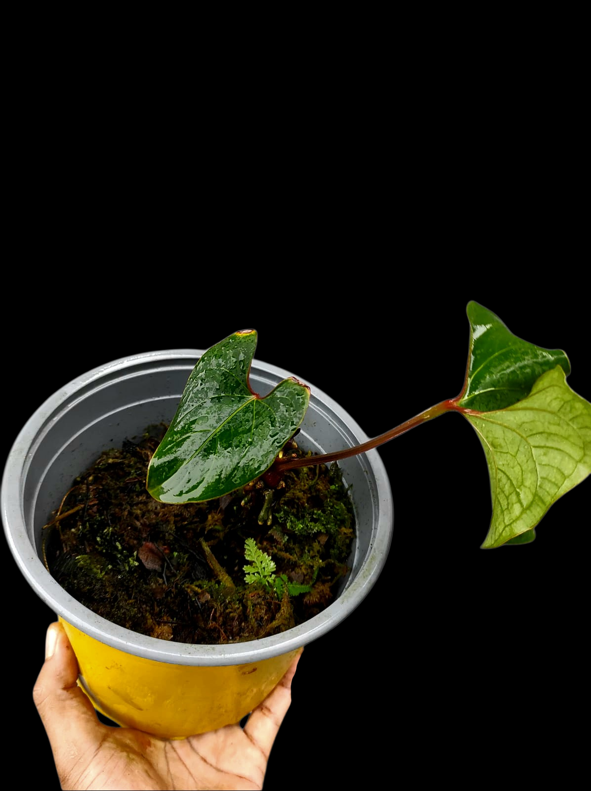 Anthurium sp. 'Huanuco Velvet' Wild Ecotype 2 Leaves (EXACT PLANT)