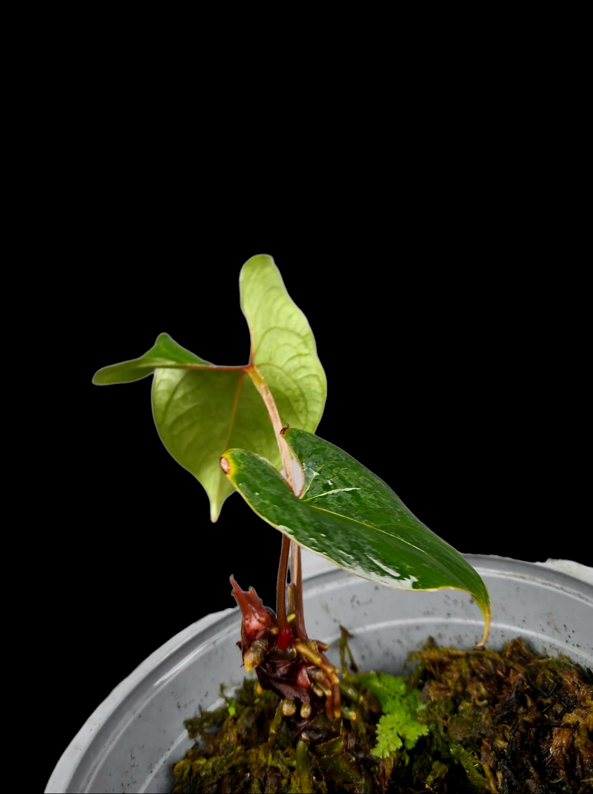 Anthurium sp. 'Huanuco Velvet' Wild Ecotype 2 Leaves (EXACT PLANT)